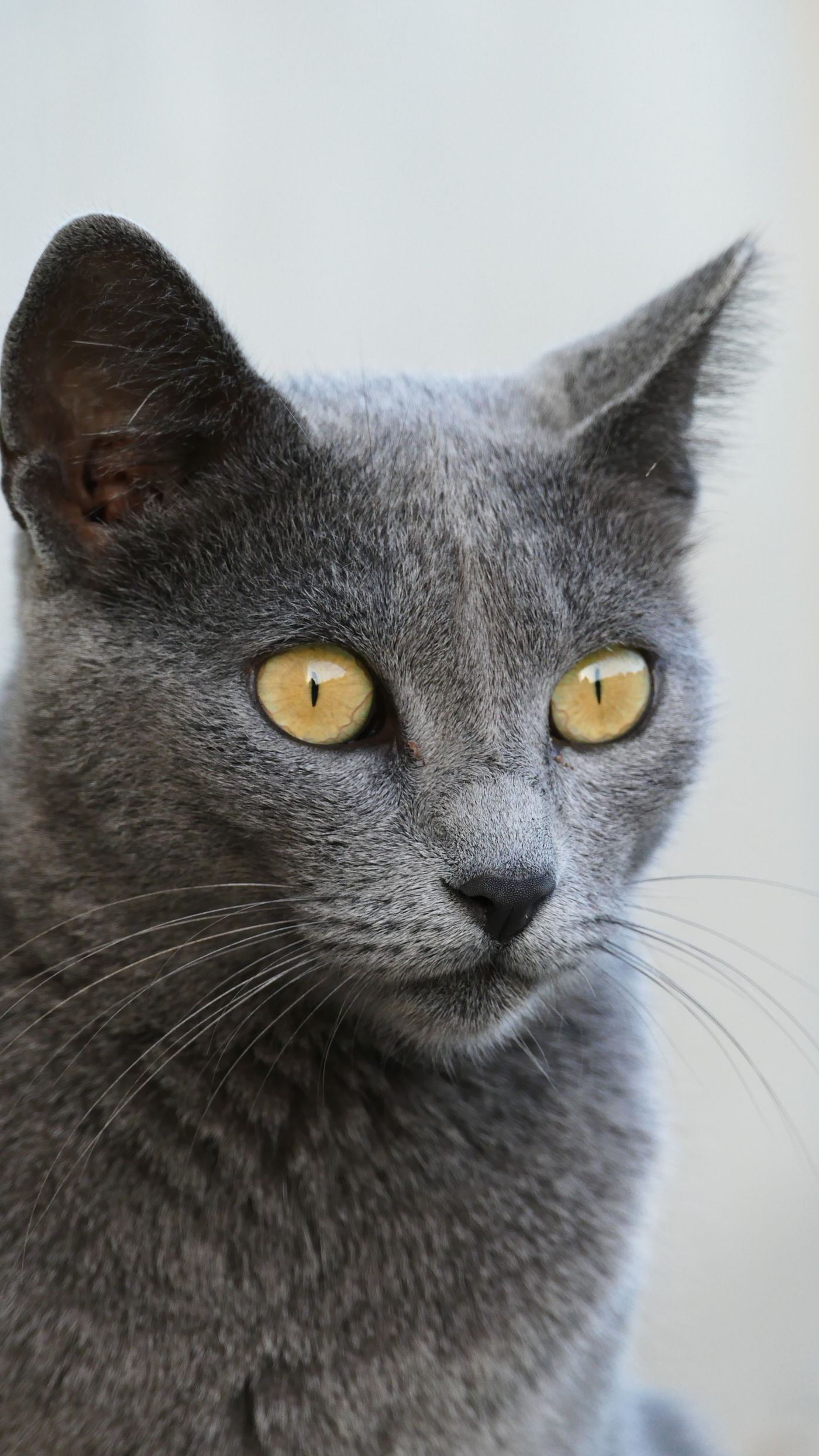Sasha, a Russian Blue kitten with a dense double coat and green eyes