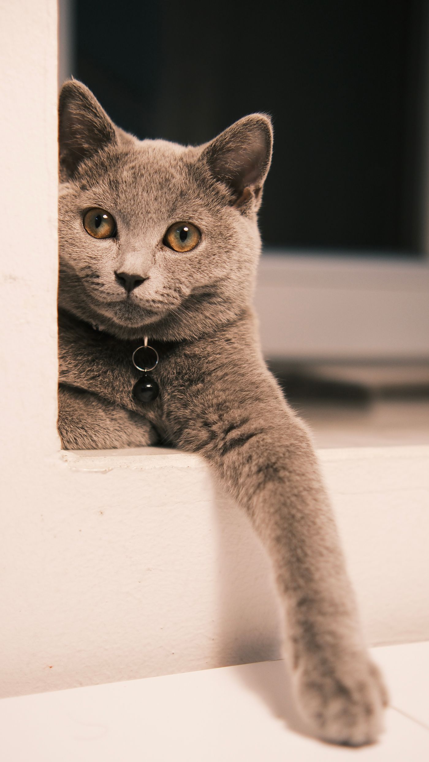 A Russian Blue cat at home, calm and watchful
