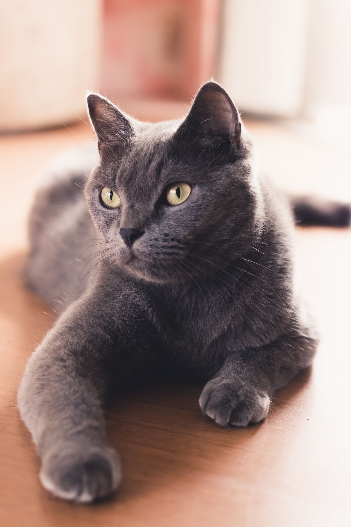 Nikolai, a green-eyed Russian Blue kitten with a dense silver-blue coat
