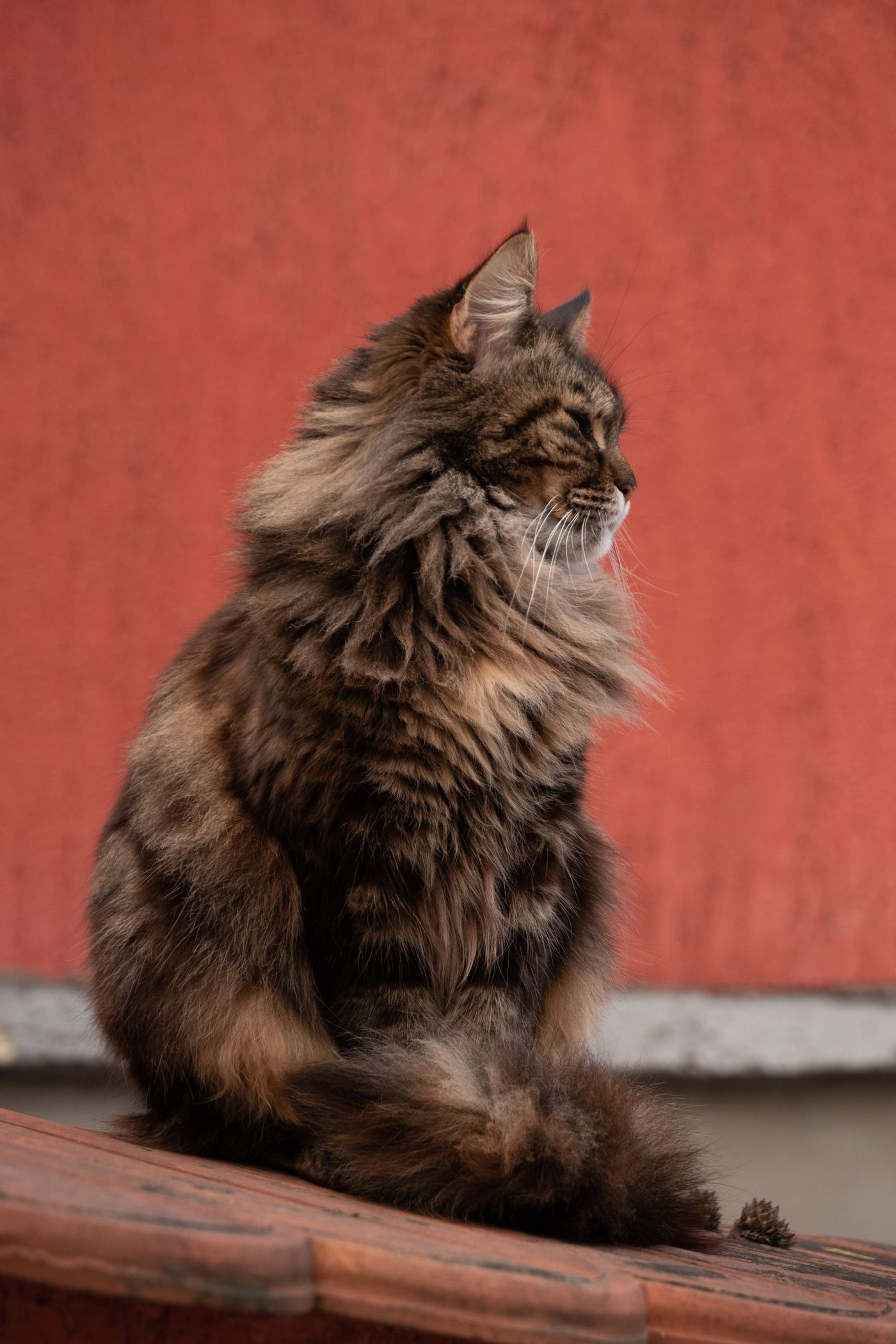 A Siberian cat perched confidently outdoors, showing its thick coat and alert, sociable posture