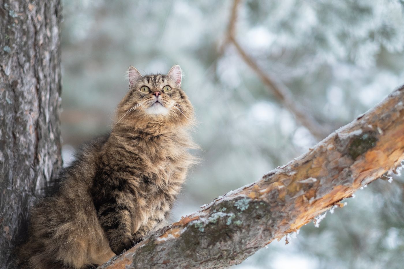 A fluffy Siberian cat with a thick triple coat outdoors in the snow